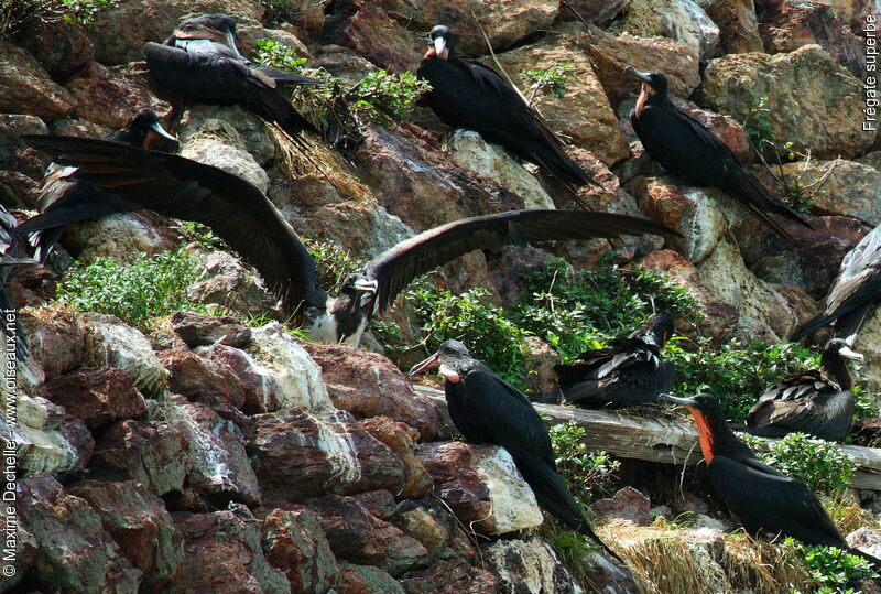 Magnificent Frigatebird, Behaviour