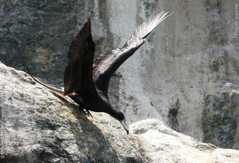 Magnificent Frigatebird male adult, Flight