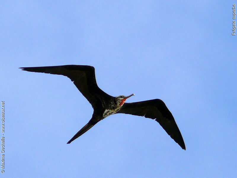 Magnificent Frigatebird male immature