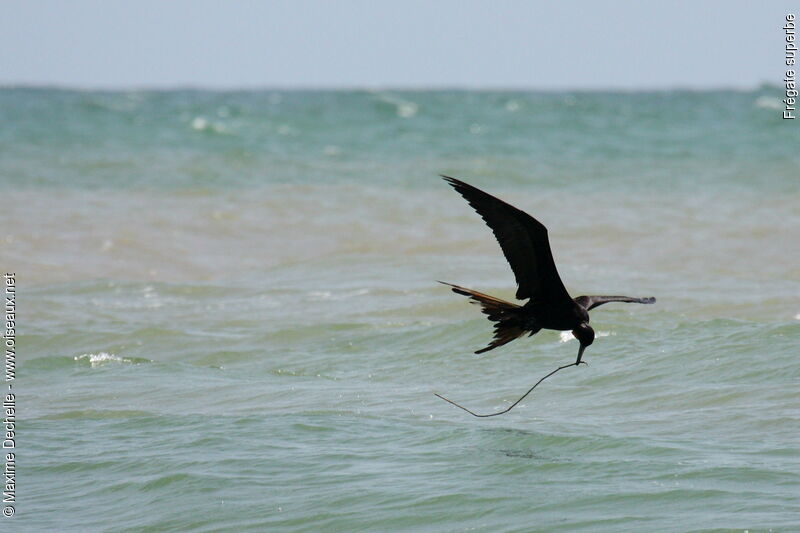 Magnificent Frigatebird male adult, Flight, Reproduction-nesting