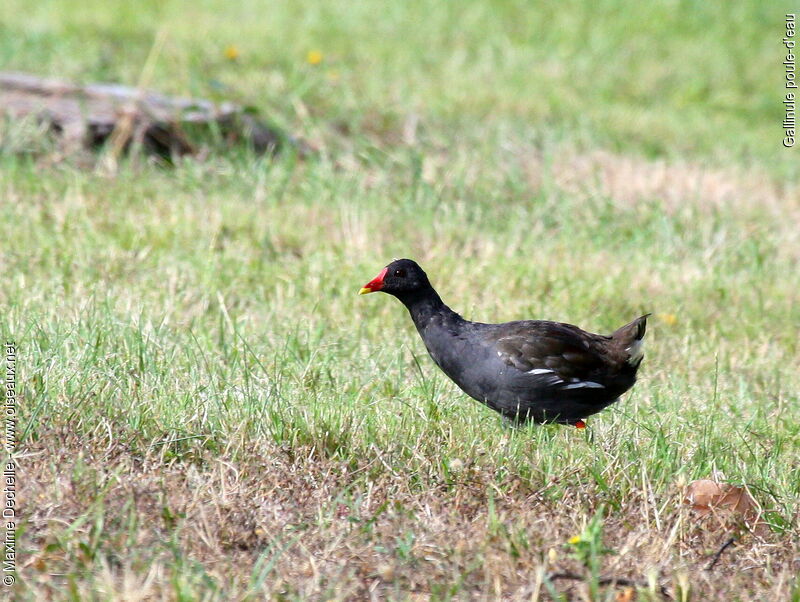 Gallinule poule-d'eau