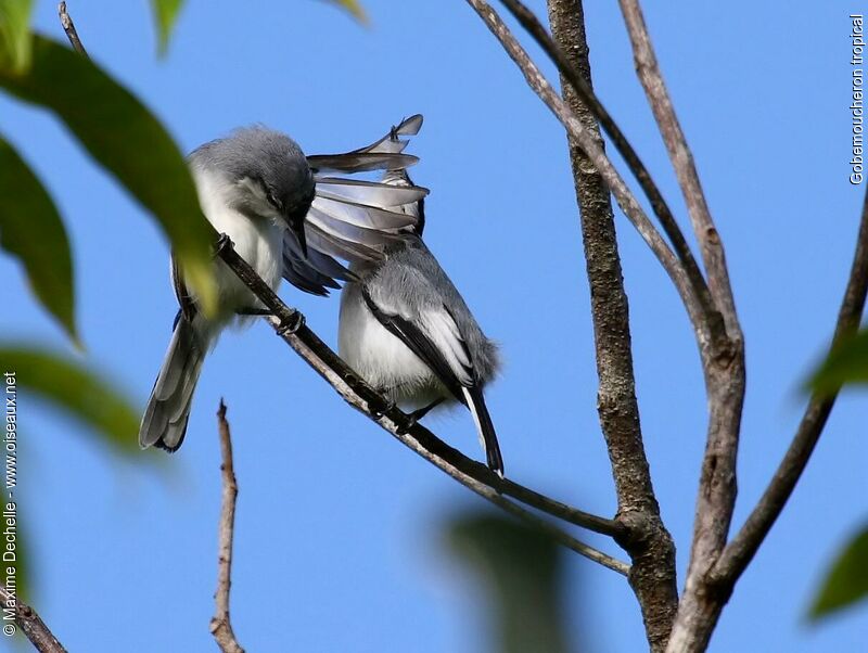 Tropical Gnatcatcher , Behaviour