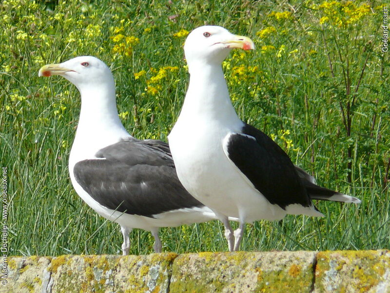 Great Black-backed Gull 