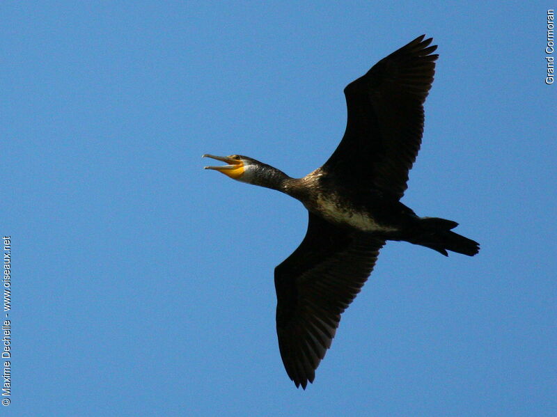 Great Cormorant