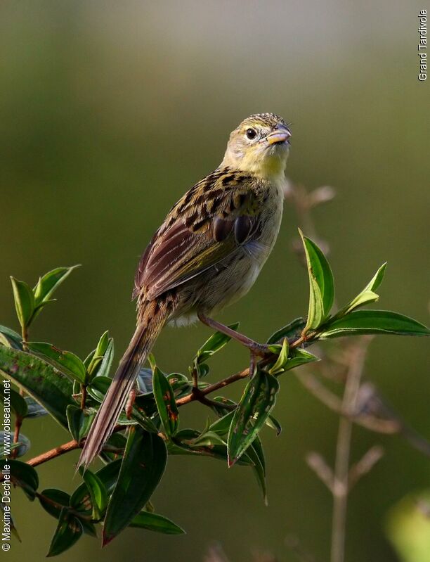 Wedge-tailed Grass Finch