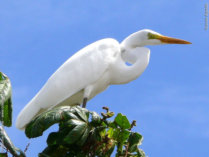 Great Egret