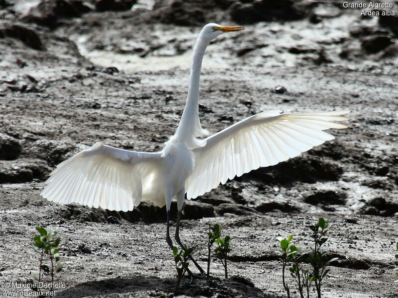 Great Egret, Flight