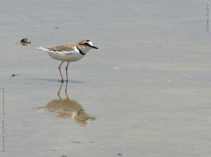 Collared Plover