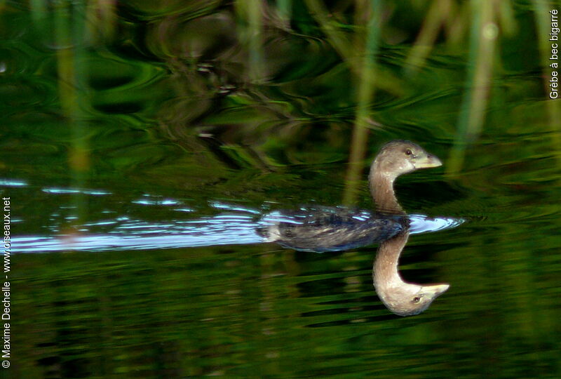 Pied-billed Grebeimmature