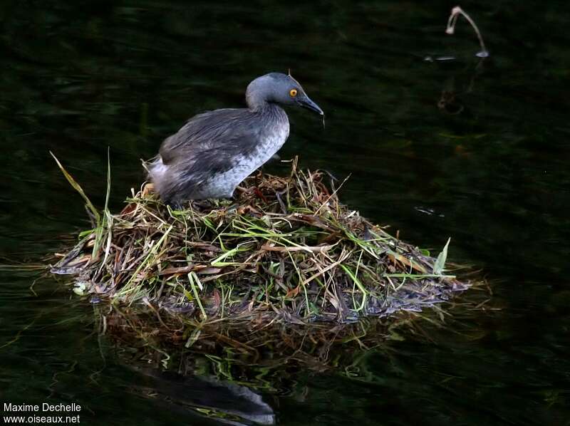 Least Grebeadult, Reproduction-nesting