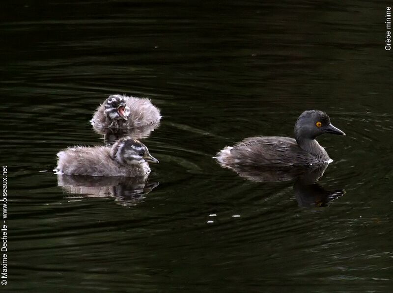 Least Grebe, identification, Behaviour