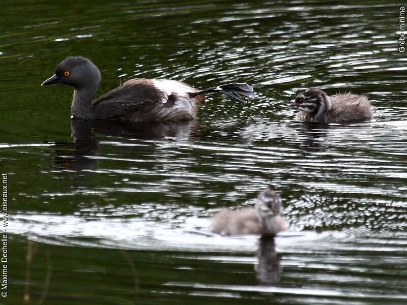 Least Grebe, identification, Behaviour