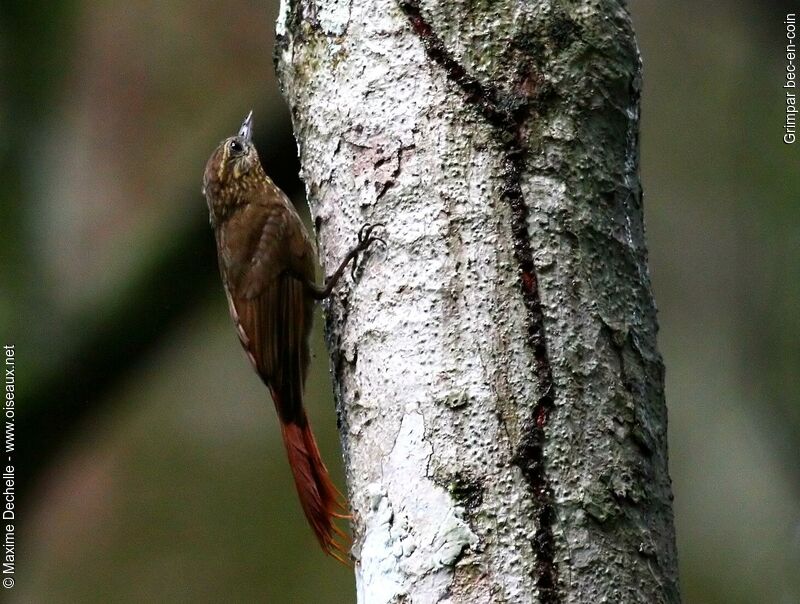 Wedge-billed Woodcreeper