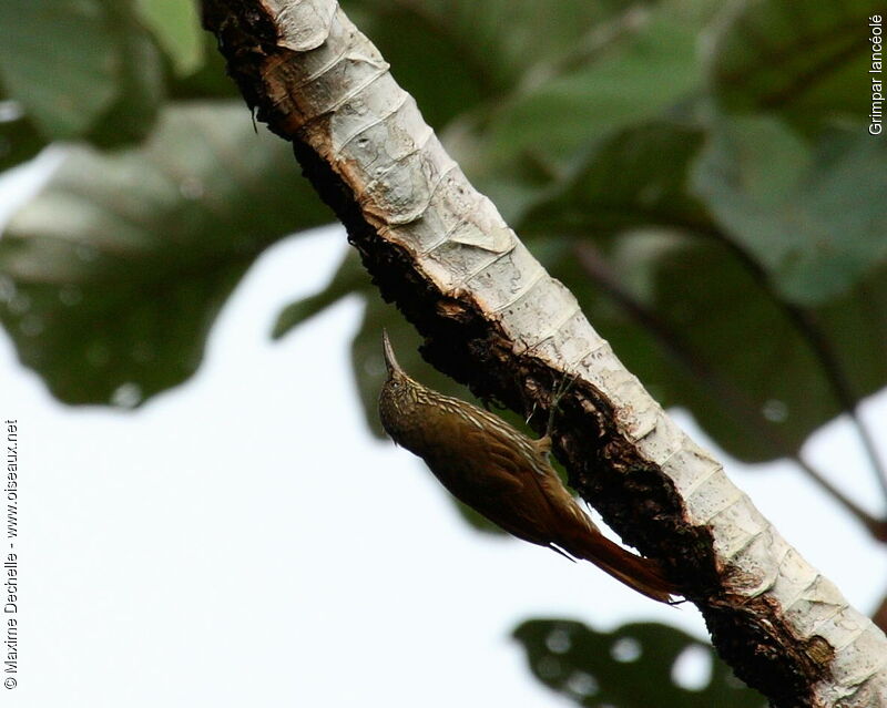 Grimpar lancéolé, identification