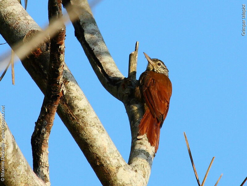 Straight-billed Woodcreeper