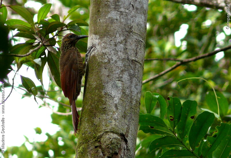 Black-banded Woodcreeper