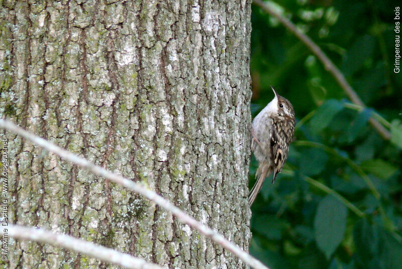 Grimpereau des bois