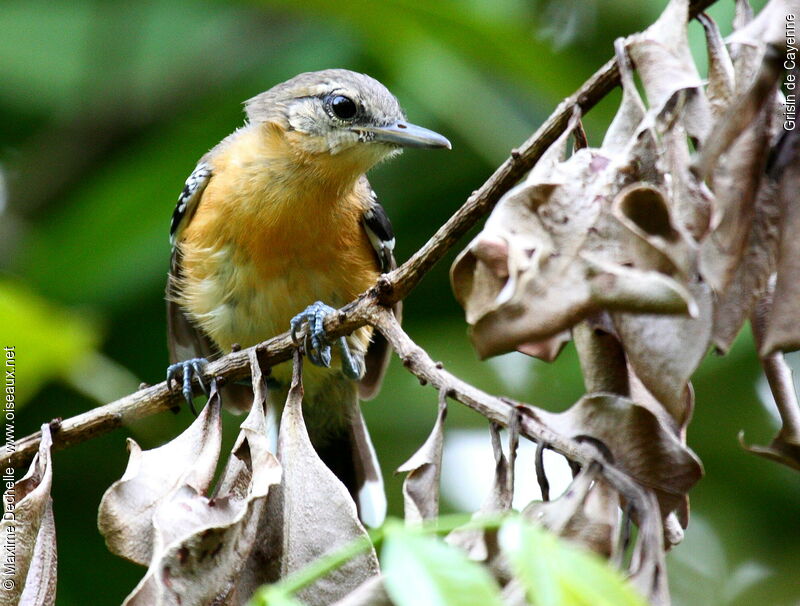 Southern White-fringed Antwren female adult