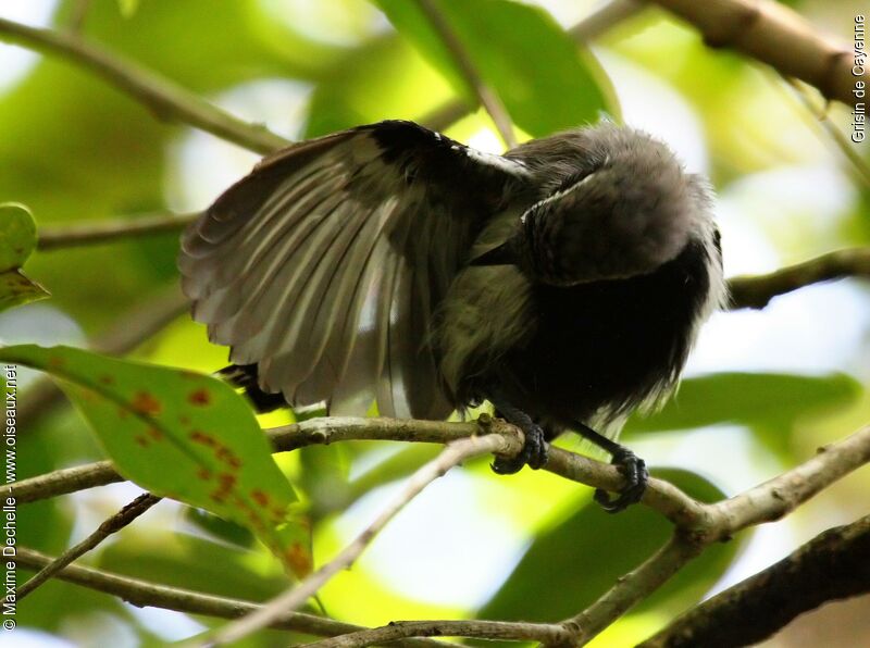 Southern White-fringed Antwren male adult, Behaviour