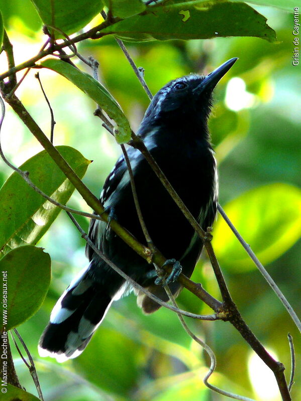 Southern White-fringed Antwren male adult