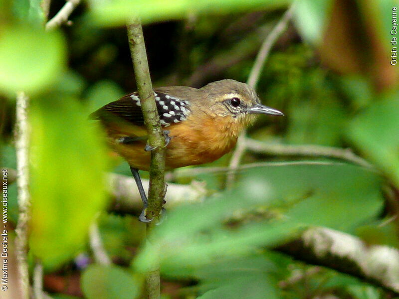 Southern White-fringed Antwren female adult