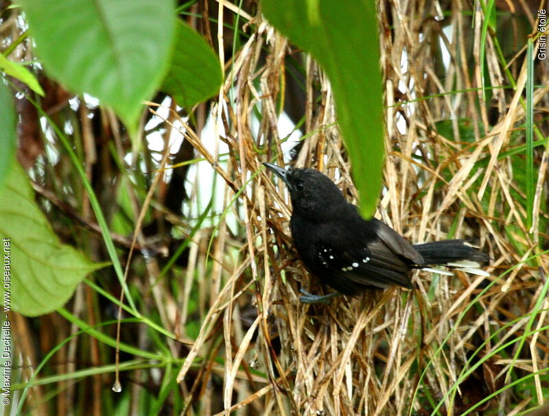 Grisin étoilé mâle adulte, identification