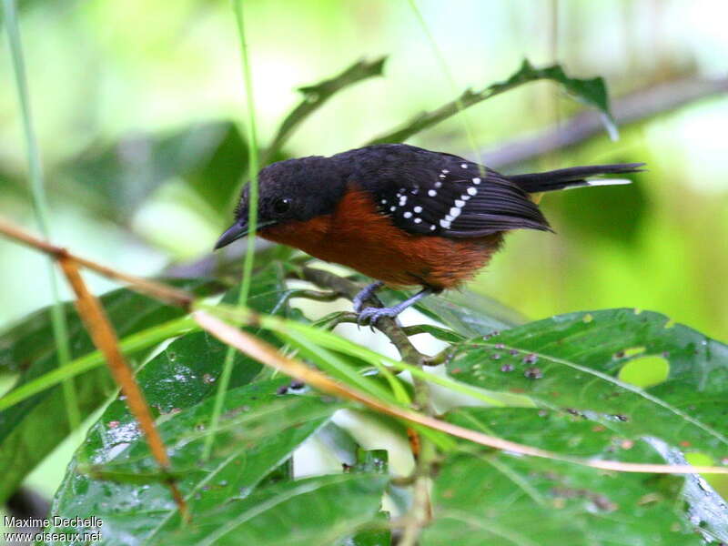 Grisin étoilé femelle adulte, identification