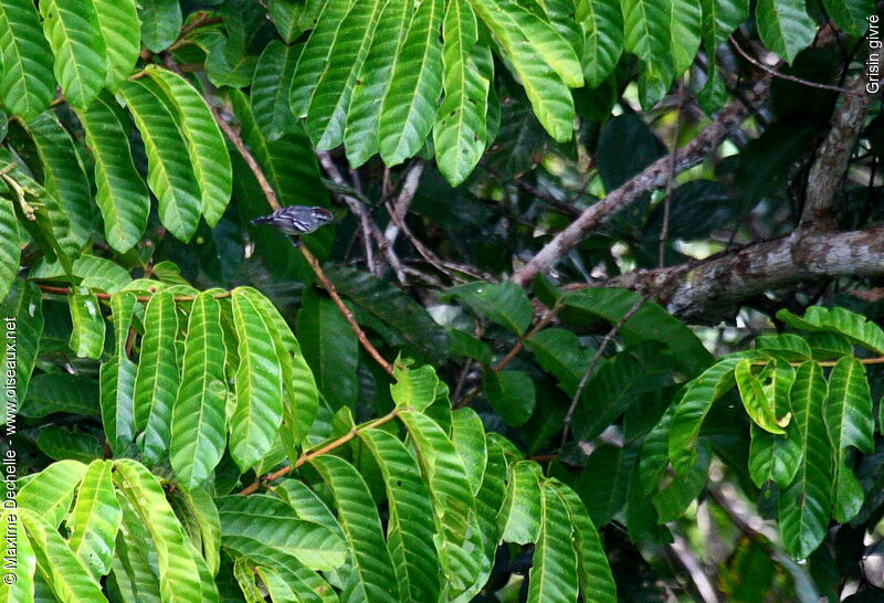 Spot-tailed Antwren, identification