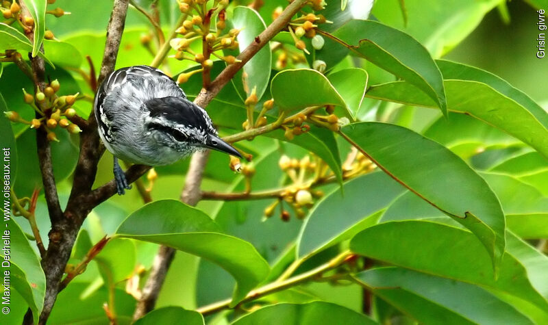 Spot-tailed Antwren male adult, identification