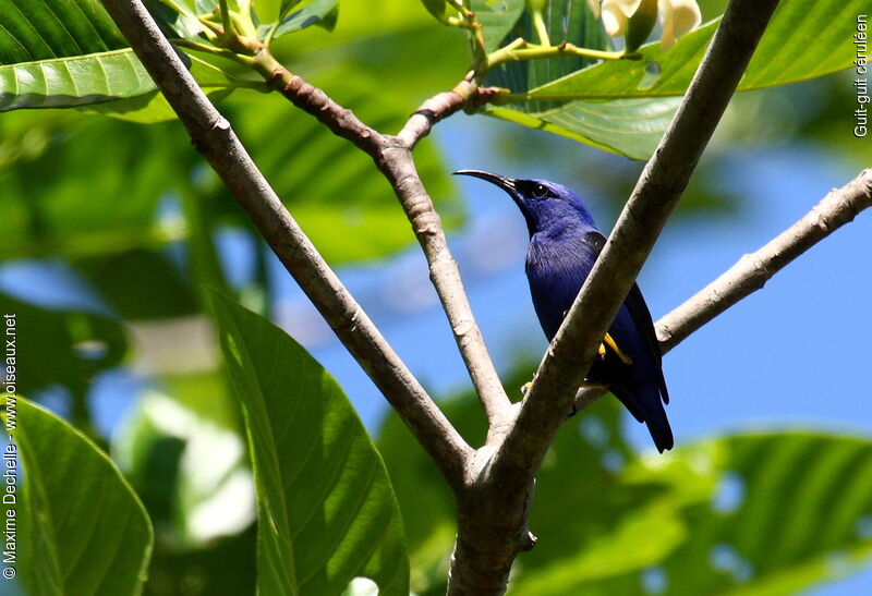 Purple Honeycreeper male adult, identification