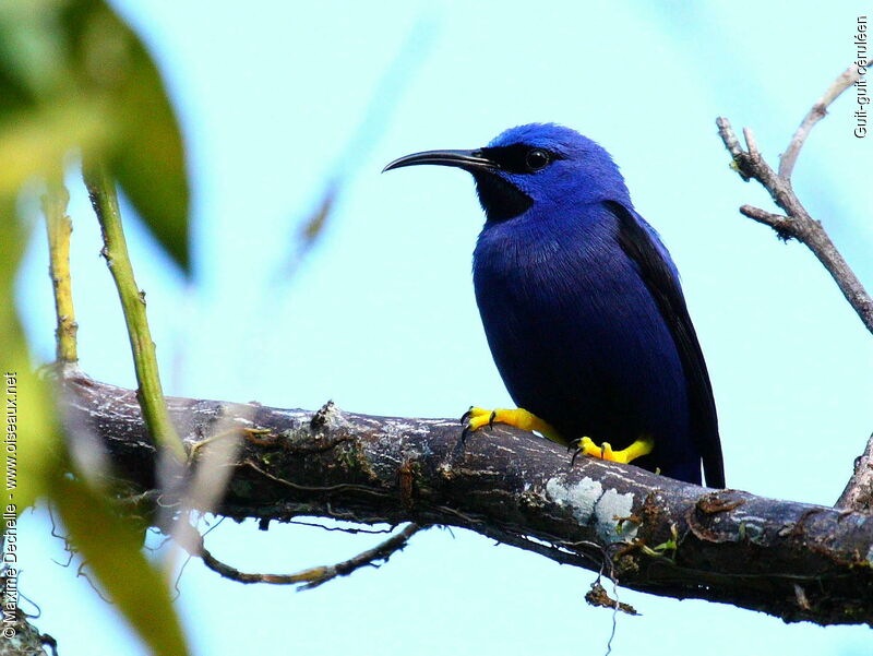 Purple Honeycreeper male adult, identification