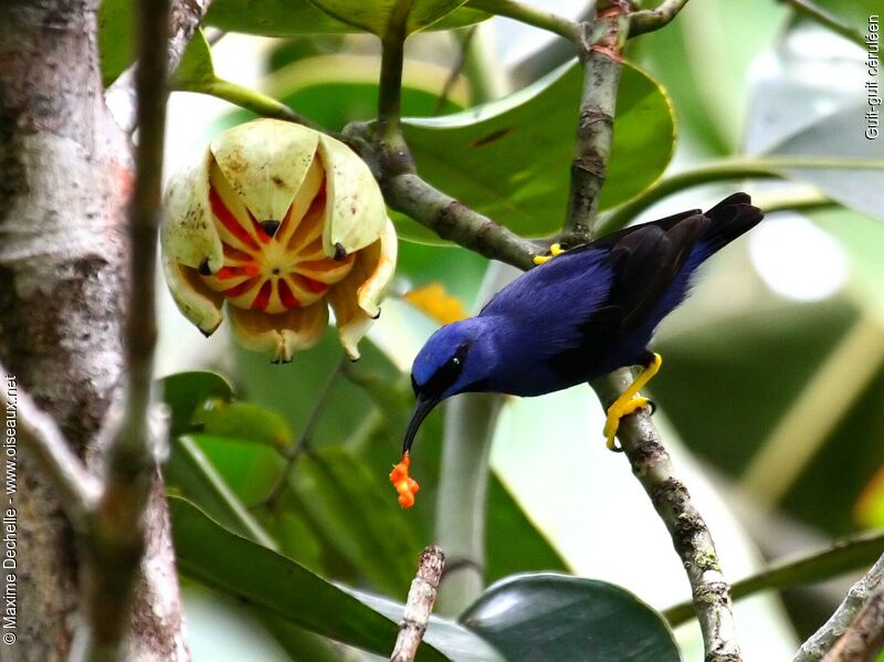 Purple Honeycreeper male adult, identification, feeding habits