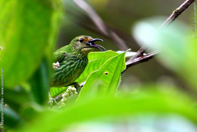 Purple Honeycreeper female adult, identification, feeding habits