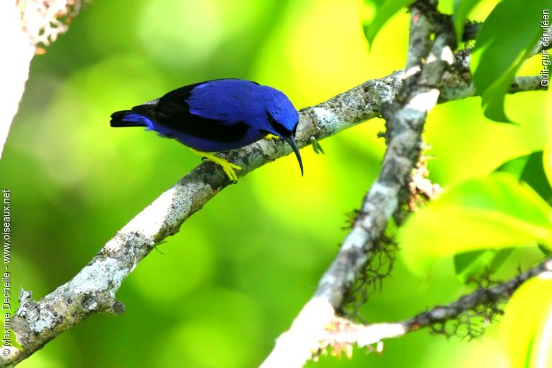 Purple Honeycreeper male adult, identification