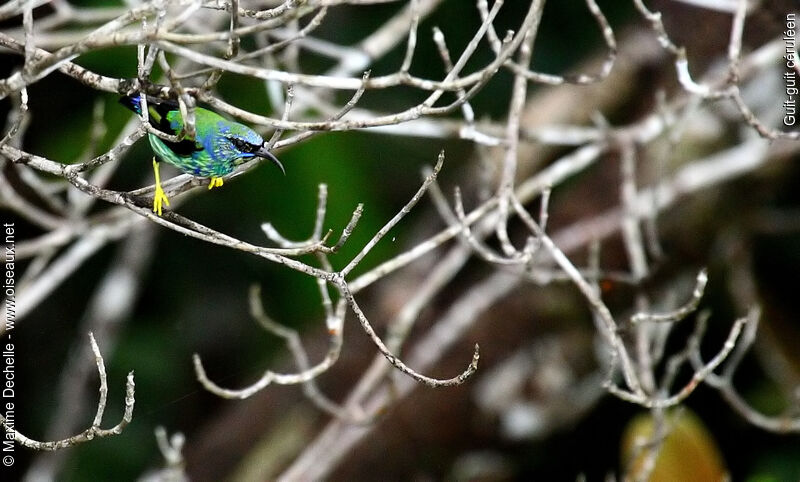 Purple Honeycreeper male immature, identification