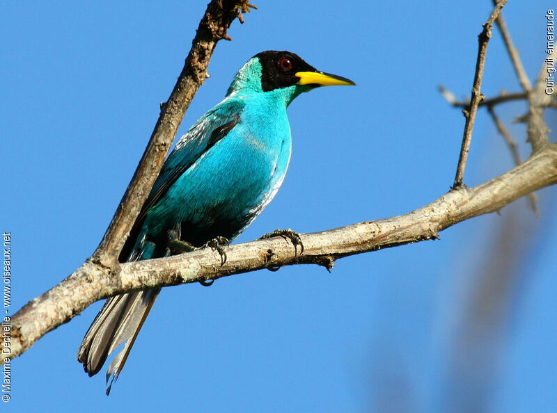 Green Honeycreeper male adult