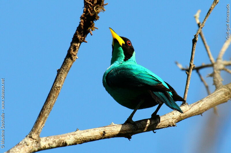 Green Honeycreeper male adult