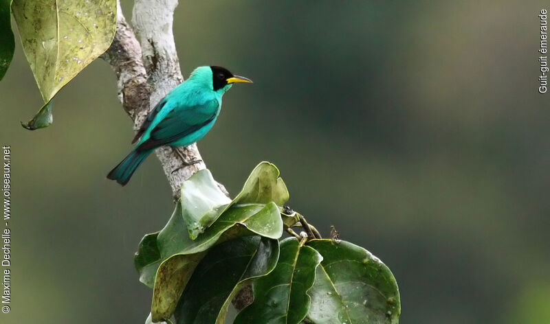 Green Honeycreeper male adult, identification