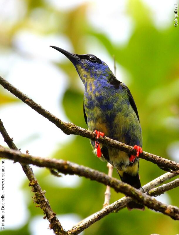 Red-legged Honeycreeper male immature