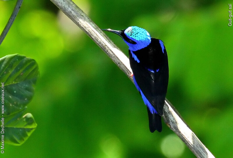 Red-legged Honeycreeper male adult, identification