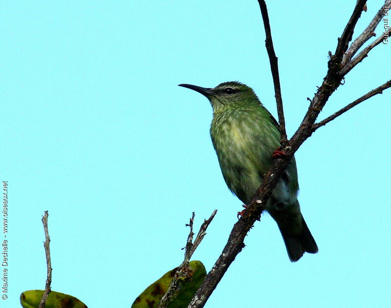 Red-legged Honeycreeper female adult