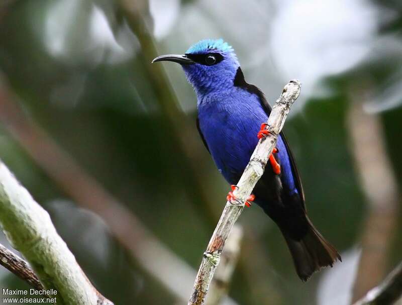 Red-legged Honeycreeper male adult, identification