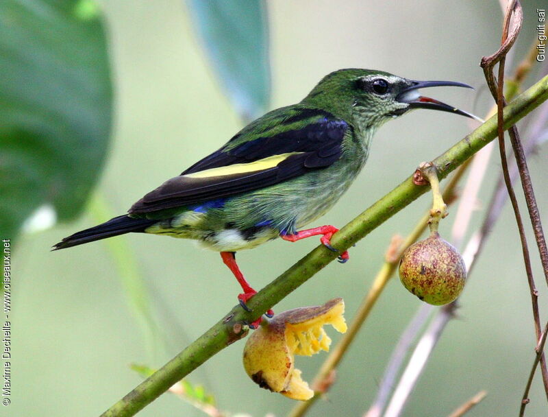 Guit-guit saï mâle immature, régime