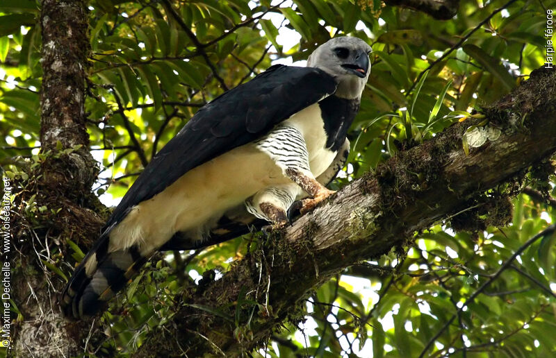 Harpie féroce, identification