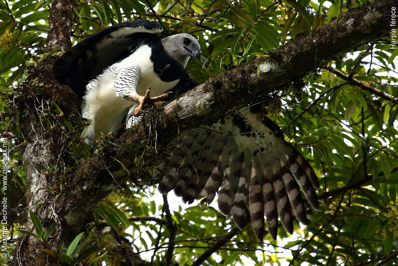 Harpie féroce, identification