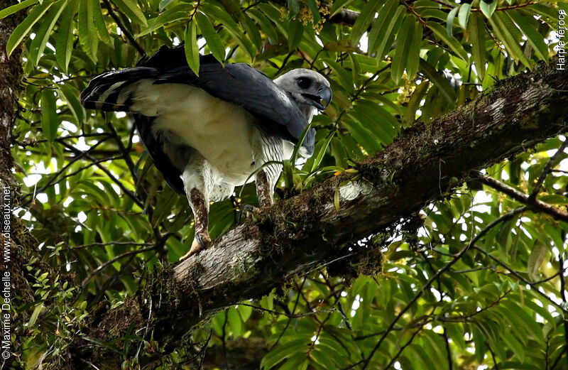 Harpie féroce, identification