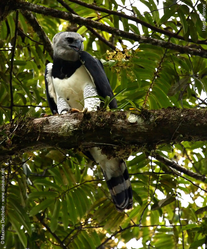 Harpie féroce, identification