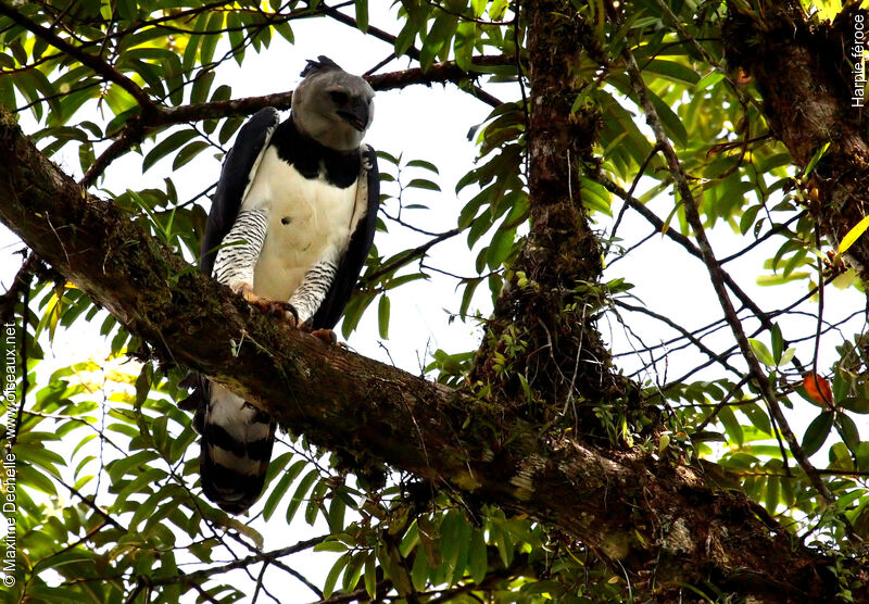 Harpie féroce, identification