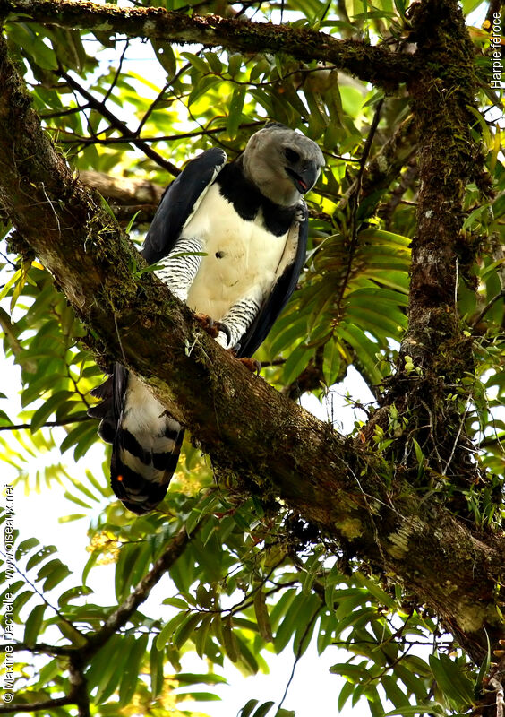 Harpy Eagleadult, identification