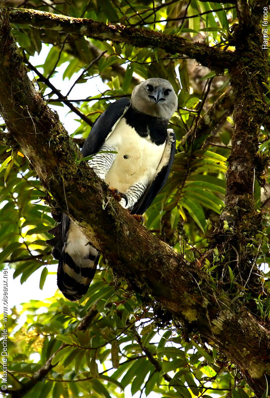 Harpie féroce, identification